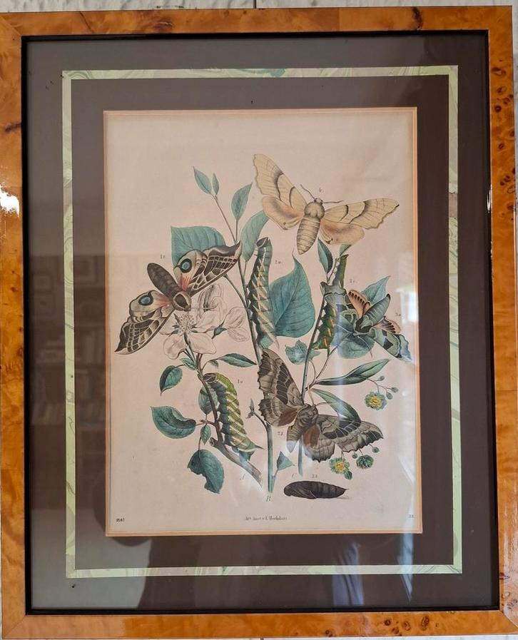 Kopergravure 1867, Antiek en Kunst, Kunst | Etsen en Gravures, Ophalen of Verzenden