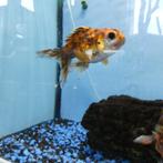 Aquariumvissen, zoetwater, warm, grote keuze, Vis, Zoetwatervis