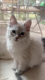 neva masquerade kittens te koop, Meerdere dieren, Gechipt, 0 tot 2 jaar