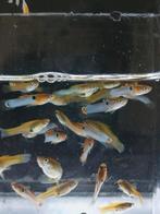 Japan blue guppy endlers (10 voor 10), Vis, Zoetwatervis