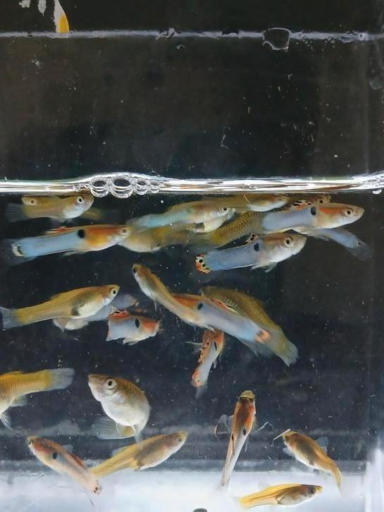 Japan blue guppy endlers (10 voor 10), Dieren en Toebehoren, Vissen | Aquariumvissen, Zoetwatervis, Vis