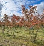 Amelanchier lamarckii, Ophalen, Herfst, Halfschaduw
