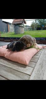 Minilop raszuiver mama en baby(moertje) asap ophalen, Dieren en Toebehoren, Konijnen, Klein