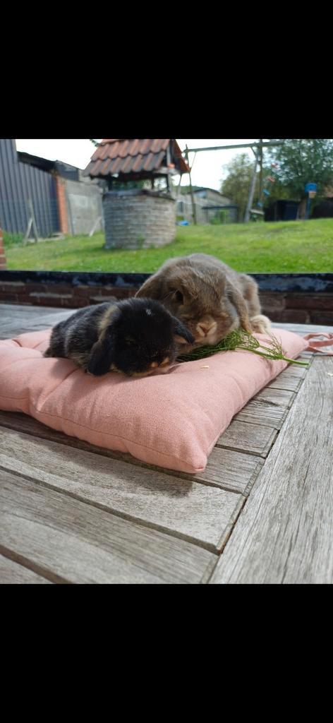 Minilop raszuiver mama en baby(moertje) asap ophalen, Dieren en Toebehoren, Konijnen, Klein