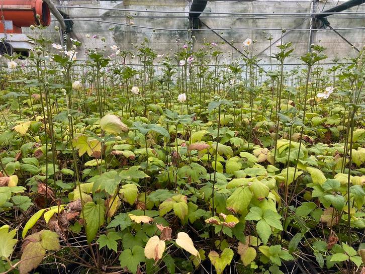 Anemone hybrida 'Honorine Jobert'. Vaste Plant, Tuin en Terras, Planten | Tuinplanten, Vaste plant, Ophalen