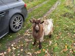 geitenbok, Dieren en Toebehoren, Mannelijk, Geit, 0 tot 2 jaar