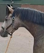 Chique 3 jr ruin van Chalcedon 1m60 niv x Dont Touch Hero, Dieren en Toebehoren, Paarden, Springpaard, Ruin, 3 tot 6 jaar, Onbeleerd
