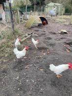 Poule de Bresse haantjes, Dieren en Toebehoren, Pluimvee, Mannelijk, Kip