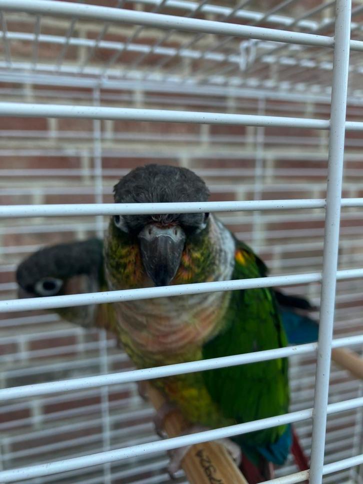 Laatste kans: HALVE TAMME PYRRHURAS NU 100 EURO/KOPPEL, Dieren en Toebehoren, Vogels | Parkieten en Papegaaien, Papegaai, Meerdere dieren