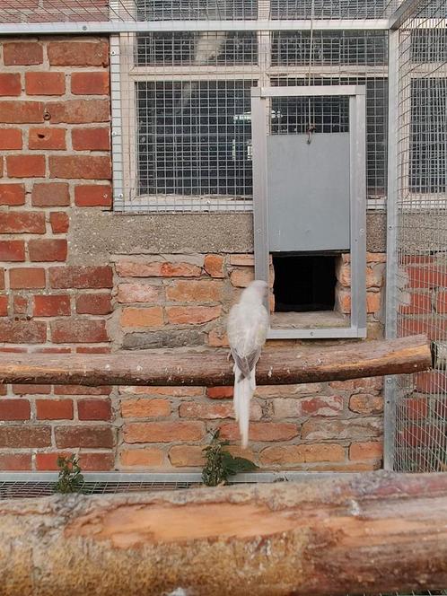 Kweekkoppel halsbandparkieten, Dieren en Toebehoren, Vogels | Parkieten en Papegaaien