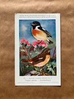 Vogels van België  Nr. 41 Zwartkeeltapuit, Ophalen of Verzenden, 1940 tot 1960, Gelopen, Vogel