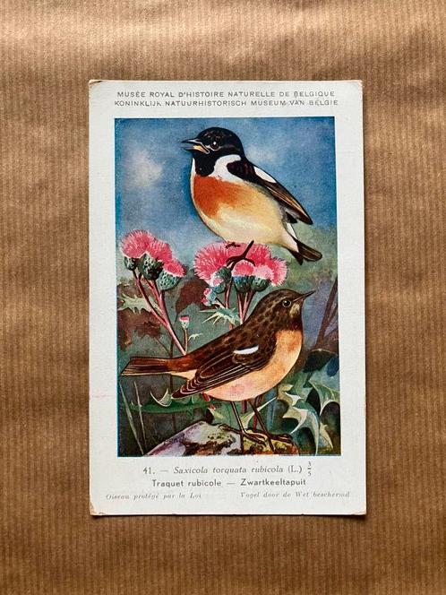 Vogels van België  Nr. 41 Zwartkeeltapuit, Verzamelen, Postkaarten | Dieren, Gelopen, 1940 tot 1960, Vogel, Ophalen of Verzenden