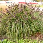 Lampenpoetsersgras soorten, Tuin en Terras, Planten | Tuinplanten, Ophalen, Winter, Halfschaduw