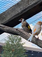 Putter man, Dieren en Toebehoren