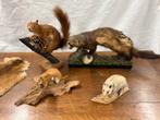 Taxidermie eekhoorn marter …, Verzamelen, Dierenverzamelingen, Ophalen of Verzenden, Zo goed als nieuw
