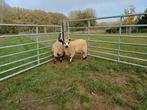 Kerry hill rammen, Animaux & Accessoires, Moutons, Chèvres & Cochons