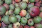 Appelen afgevallen van de boom, appels als dierenvoer, Dieren en Toebehoren, Ophalen, Nieuw