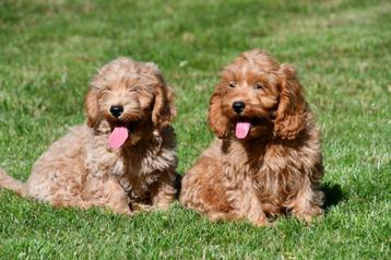 Cockapoo pups te koop beschikbaar voor biedingen