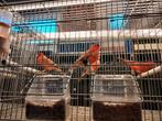 Te bekomen agaat rode kleurkanaries jong en overjaarse ., Dieren en Toebehoren, Vogels | Kanaries, Meerdere dieren, Kleurkanarie