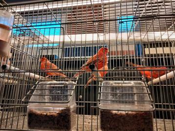 Te bekomen agaat rode kleurkanaries jong en overjaarse . beschikbaar voor biedingen