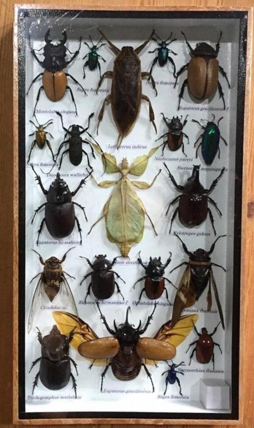 Uniek frame met echte opgemaakte insecten (geen Cites soort), Verzamelen, Dierenverzamelingen, Nieuw, Opgezet dier, Ophalen of Verzenden