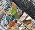 Agapornis roseicollis, Dieren en Toebehoren, Geslacht onbekend, Dwergpapegaai of Agapornis