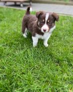 Tricolor border collie pups (ouders getest), Animaux & Accessoires, Parvovirose, Plusieurs, Belgique, 8 à 15 semaines