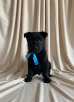 Herder PUPS ZWART VEO werkhonden met Stamboom, Dieren en Toebehoren, België, Fokker | Hobbymatig, 8 tot 15 weken, CDV (hondenziekte)