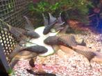 ZWART/BRUIN-Ancistrus-longfin koppels, Zoetwatervis