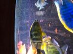 Nimbochromis venustus >>> luipaard chichliden  3 x