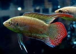 Macropodus Occelatus - Rondstaartparadijsvis, Dieren en Toebehoren, Vissen | Aquariumvissen, Zoetwatervis, Vis