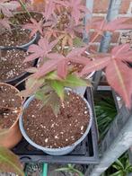 japanse esdoorn, Tuin en Terras, Planten | Tuinplanten, Ophalen