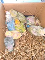 Handtamme Dwergpapegaai agapornis roseicollis voor handopfok, Dieren en Toebehoren, Vogels | Parkieten en Papegaaien