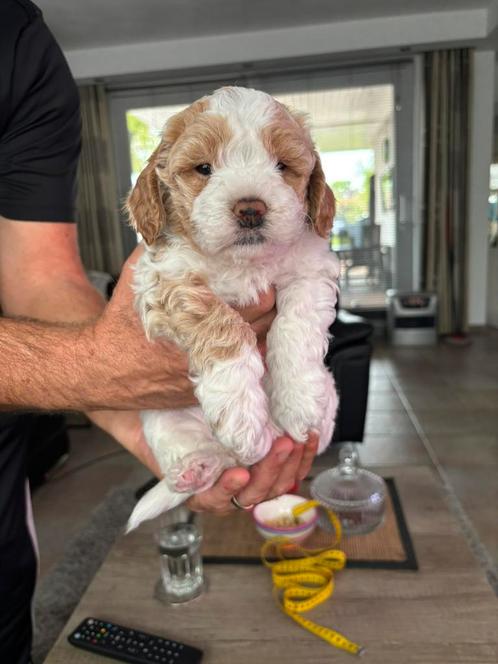 2 mooie mini doodles mogen het nest al verlaten., Diensten en Vakmensen, Dieren | Honden | Verzorging, Oppas en Les