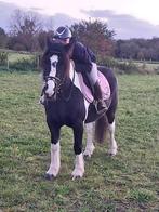 paard Tinker, Dieren en Toebehoren, Minder dan 160 cm, Ruin, 3 tot 6 jaar, Gechipt