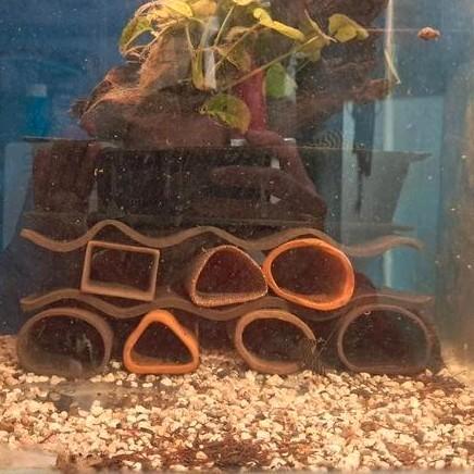 Kweekgroep l333 10 stuks, Dieren en Toebehoren, Vissen | Aquariumvissen, Zoetwatervis, Vis, Schoolvis
