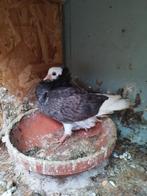 Jonge Hollandse kapucijners, Dieren en Toebehoren