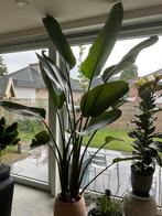 Strelitzia XL, Huis en Inrichting, Kamerplanten, Ophalen, Overige soorten, Volle zon, 200 cm of meer