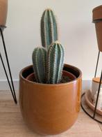 4 Cactussen zonder pot, Ophalen of Verzenden, Cactus