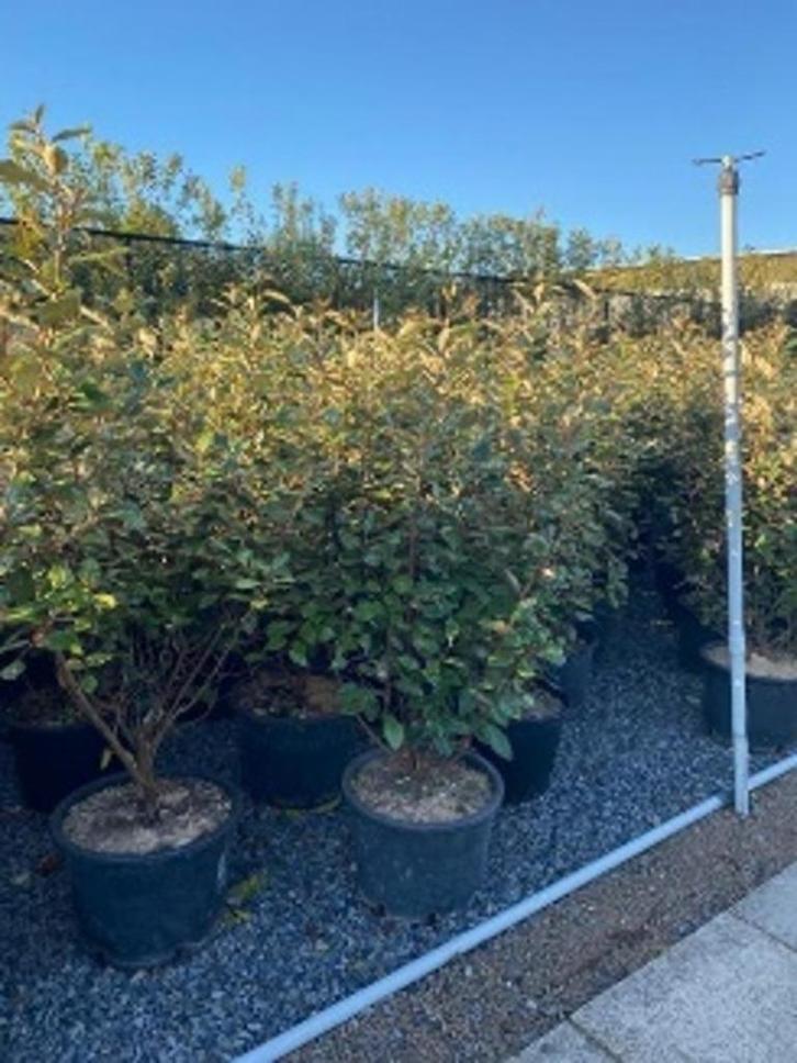 Elaeagnus ebbingei, kluit beschikbaar, Tuin en Terras, Planten | Struiken en Hagen, Struik, Overige soorten, Ophalen