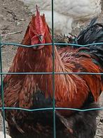 Jonge mooie grote hanen, Dieren en Toebehoren, Pluimvee, Mannelijk, Kip