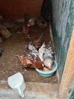 Gratis haan (hanen) 5 maand, Dieren en Toebehoren