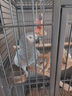 Grijze roodstaart!!, Dieren en Toebehoren, Vogels | Parkieten en Papegaaien, Pratend