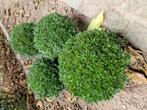 buxus in pot, Tuin en Terras, Ophalen, Buxus