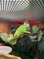 Jemenkameleon en bak te koop, Dieren en Toebehoren, Reptielen en Amfibieën, Met terrarium, 0 tot 2 jaar