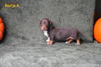 Dwergteckel pupje Chocolat Tan/Piebald, Dieren en Toebehoren, België, Reu, CDV (hondenziekte), 8 tot 15 weken