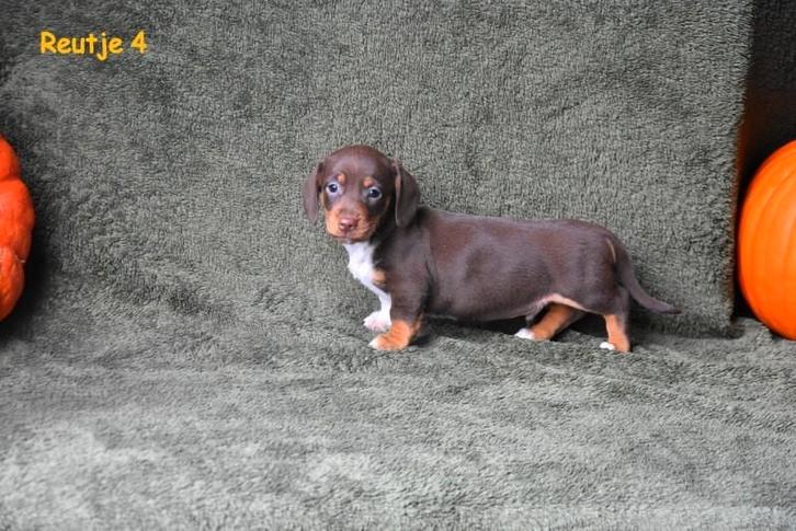 Dwergteckel pupje Chocolat Tan/Piebald, Dieren en Toebehoren, Honden | Teckels en Dashonden, Reu, Korthaar, Dwerg, Fokker | Professioneel