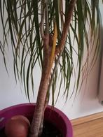 Plante Dracaena reflexa, Maison & Meubles, Plantes d'intérieur, Ficus, En pot, 150 à 200 cm, Enlèvement