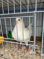 Mooie sierduiven, Dieren en Toebehoren, Meerdere dieren, Overige soorten