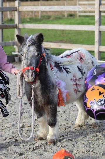  Super schattige pony beschikbaar voor biedingen